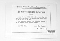 Gloeosporium robergei image